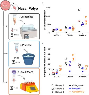 Using mass cytometry for the analysis of samples of the human airways